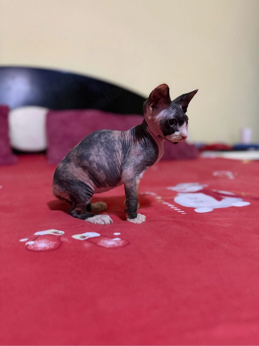 motanel sphinx 
