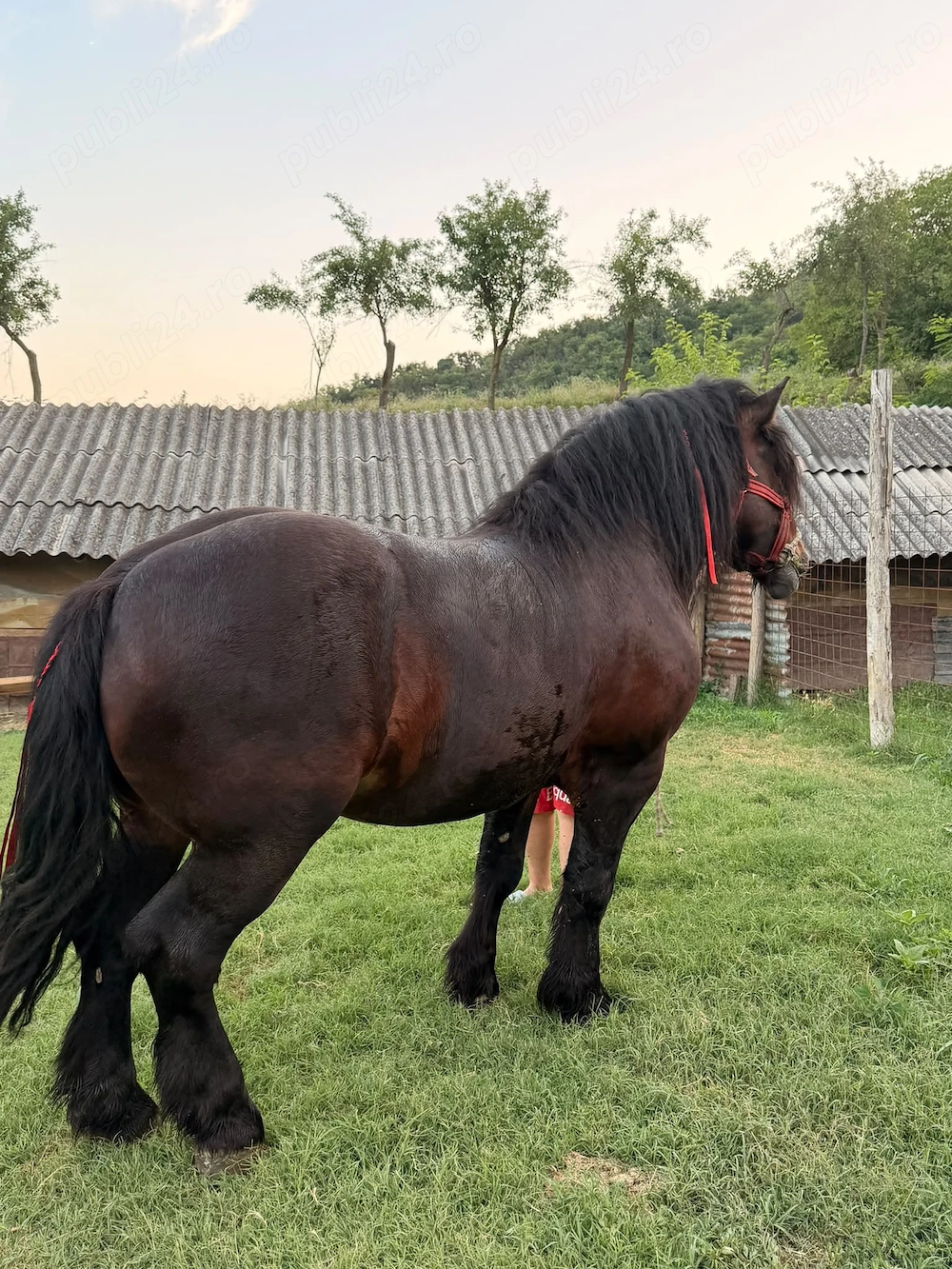 Vând armăsar 4 5 ani