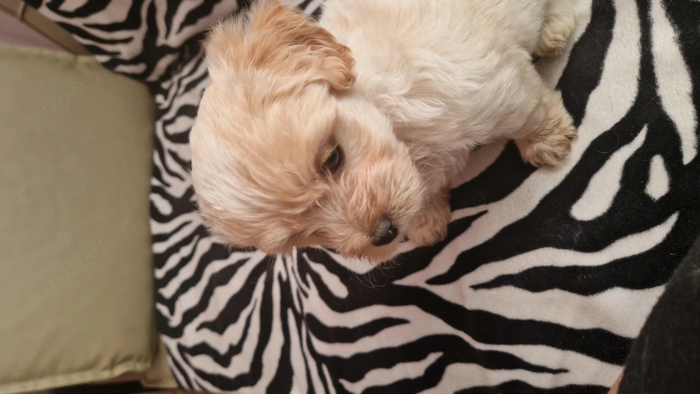 Pui bichon-pincher, 8 saptamini