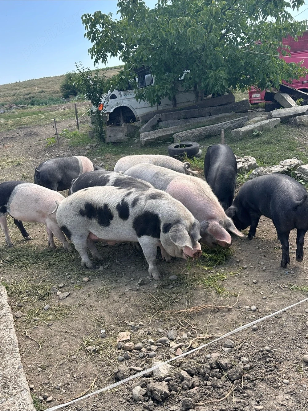 vand porci