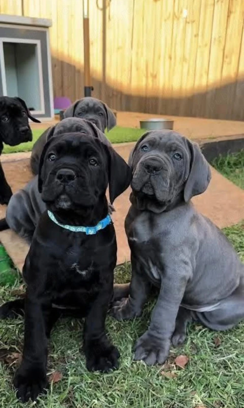 Cane corso Genetica top , părinți Grand Campioni  FCI