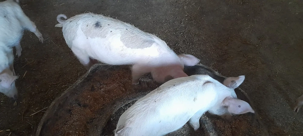 Vând purcei, 40 45 kg circa