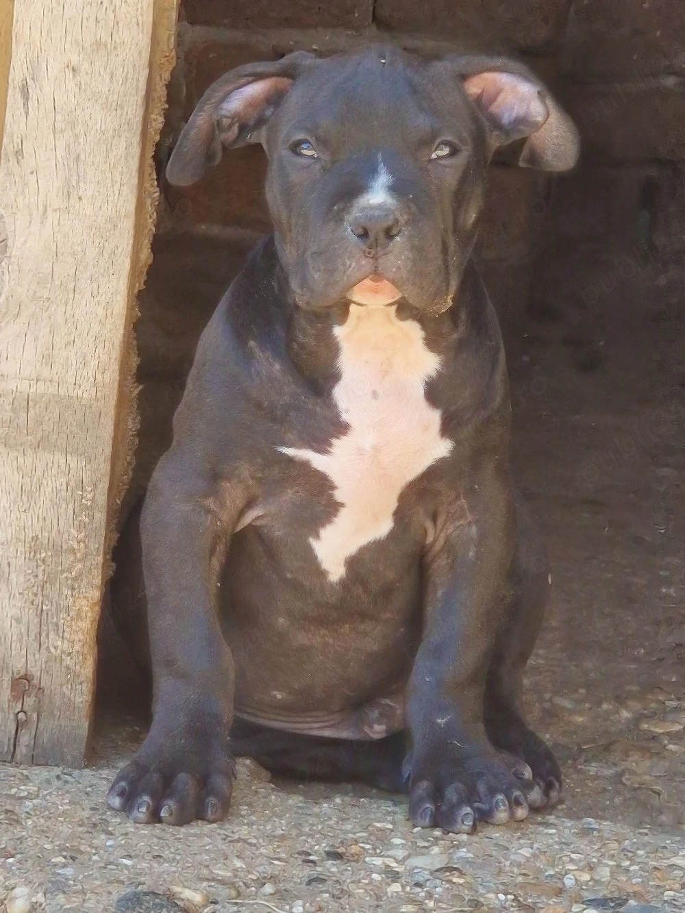 american bully
