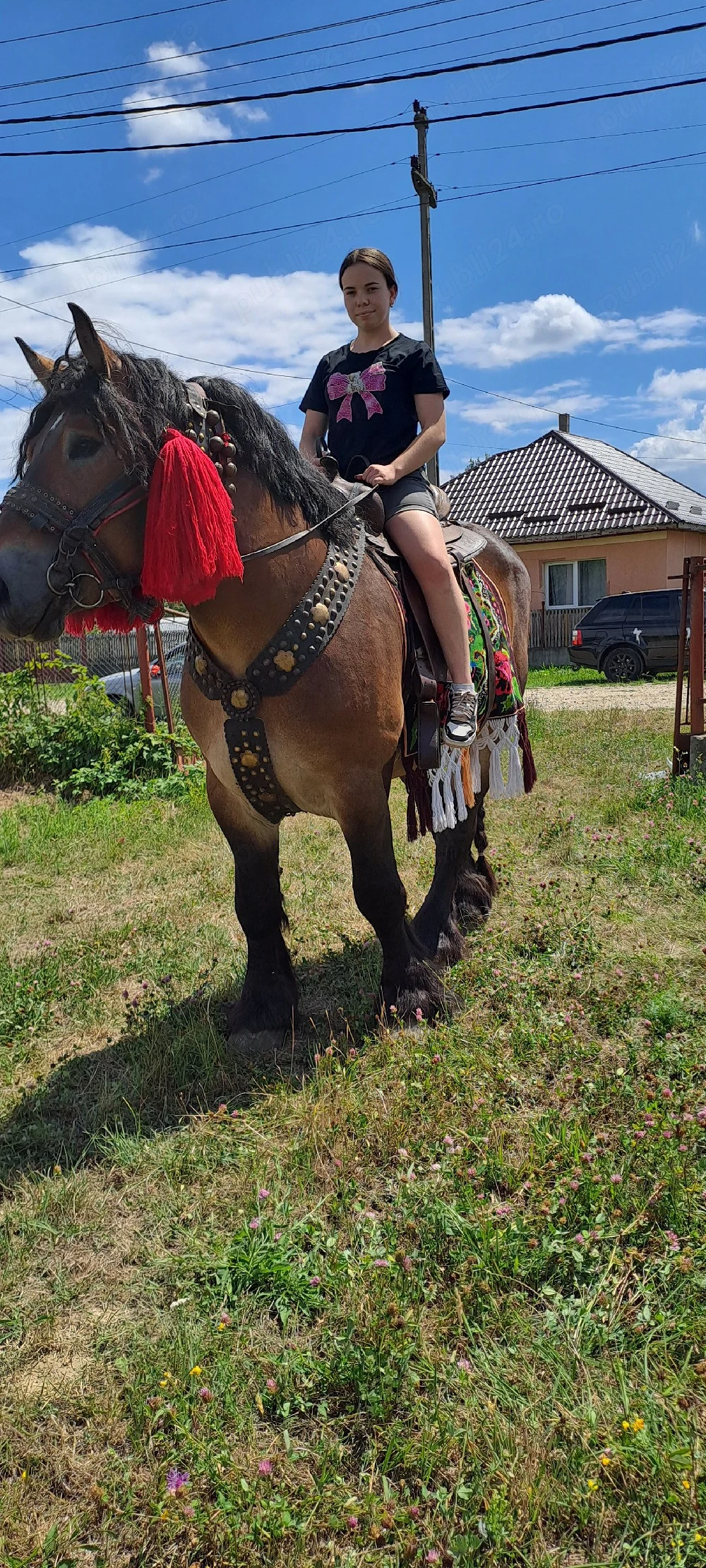 De vânzare armasar ardenez
