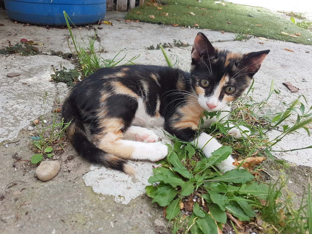 Ofer spre adoptie pisicuta foarte agera si jucausa