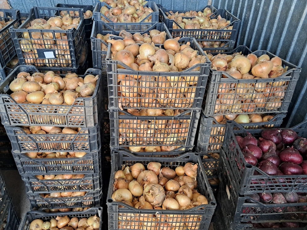 Ceapă românească naturală de vânzare.