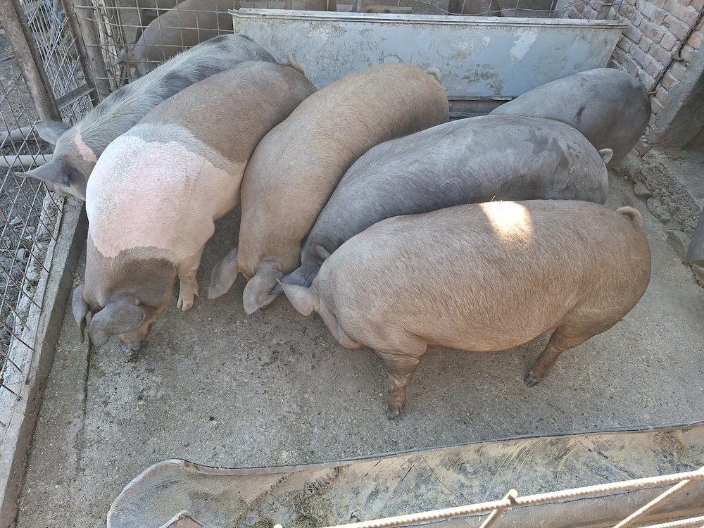 Vand porci de taiat si purcei!