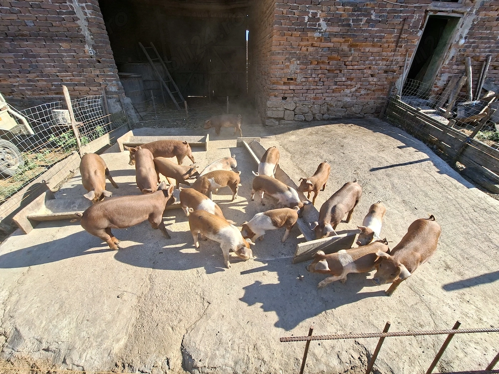 Vand porci de taiat si purcei!