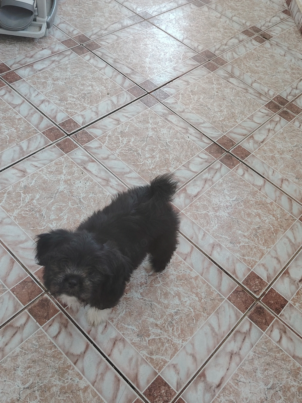 Shih-tzu 2 luni fetiță 