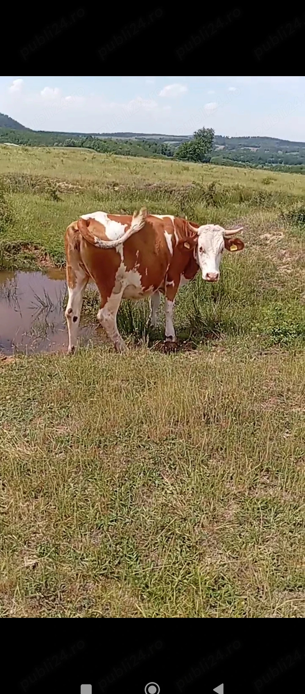 Juninca de aproximativ 2 ani 