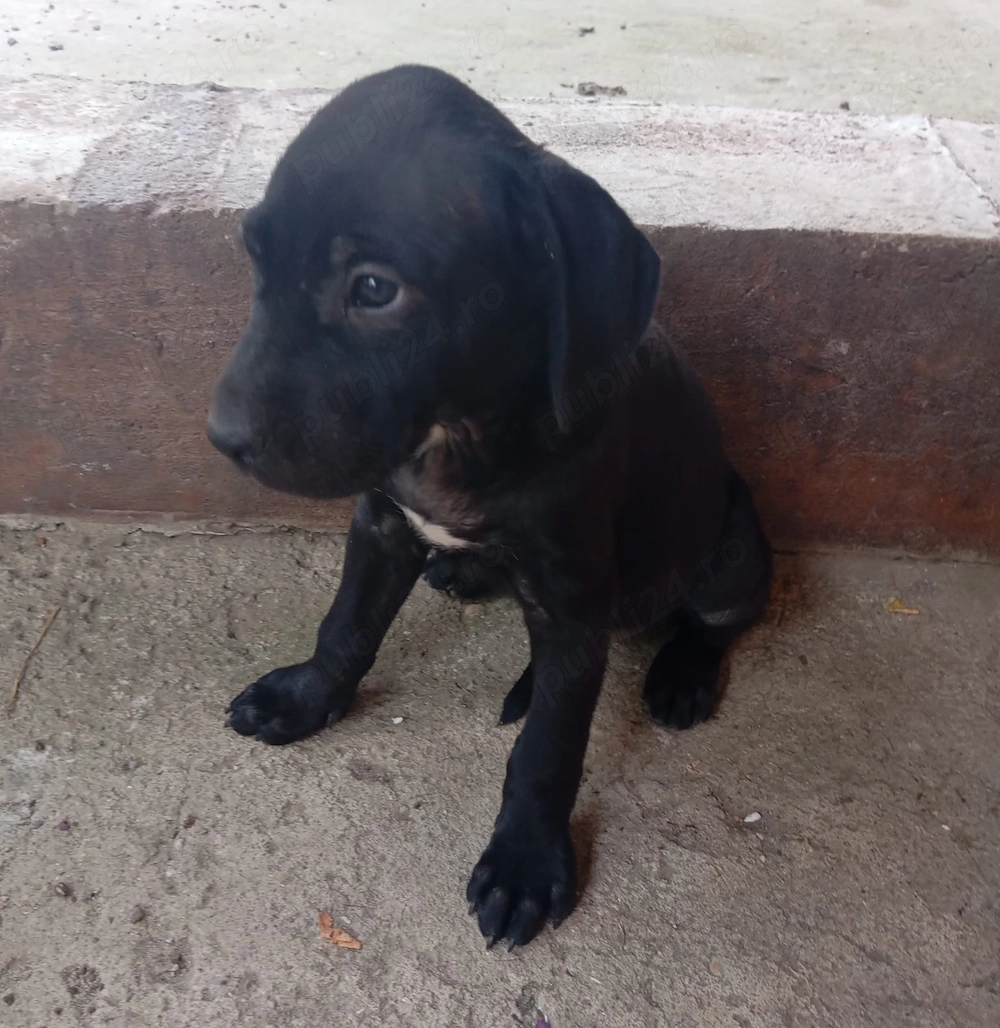 Pui de cane corso in adopție 