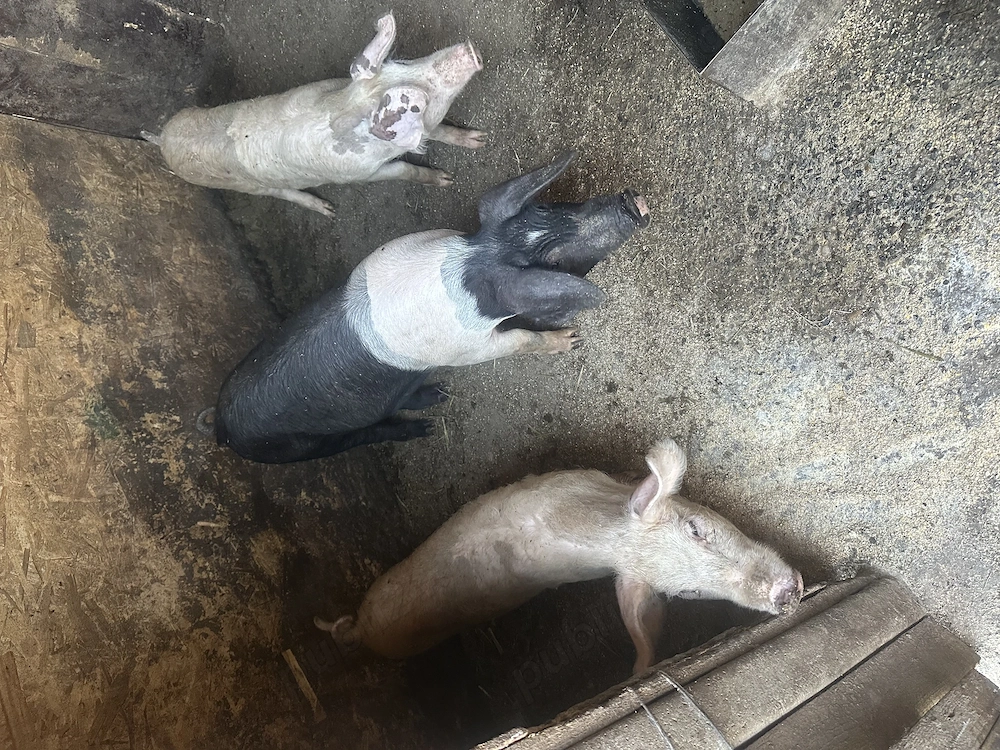Disponibili purcei spre vânzare 