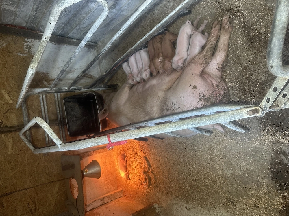 Disponibil spre vânzare scroafa cu purcei