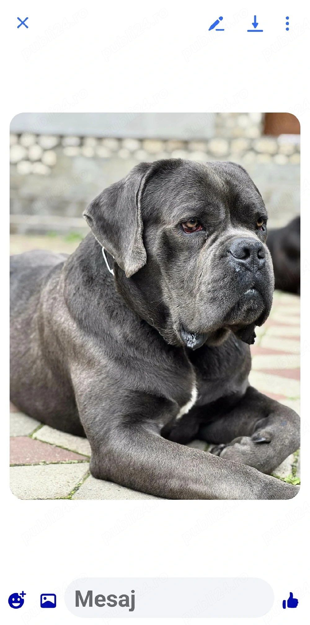 Cane corso,2 femelute foarte frumoase,au 10 ssptamani