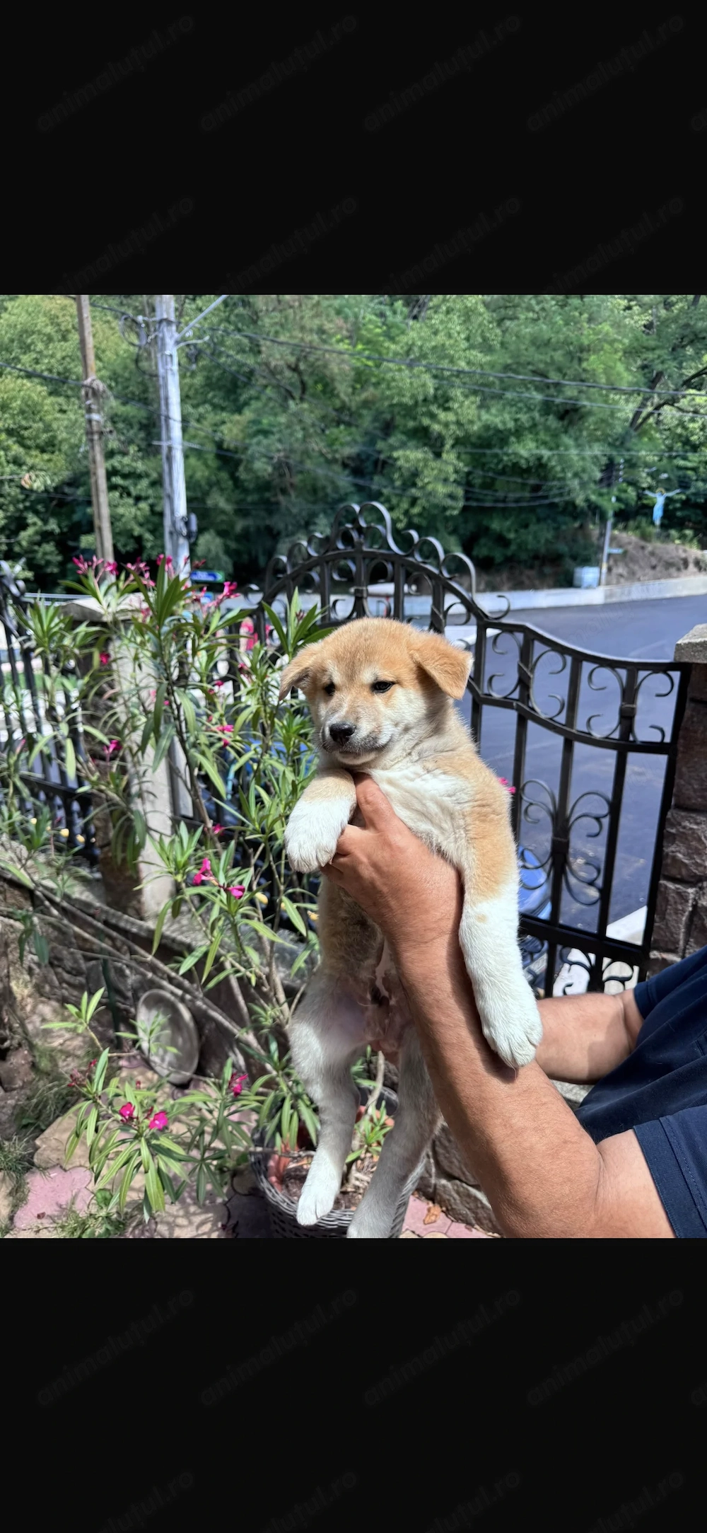 Pui Akita Inu 2 luni si 2 saptamani