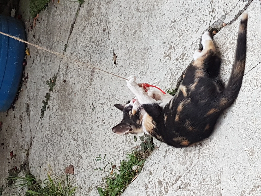 Ofer spre adoptie pisicute dragalase!