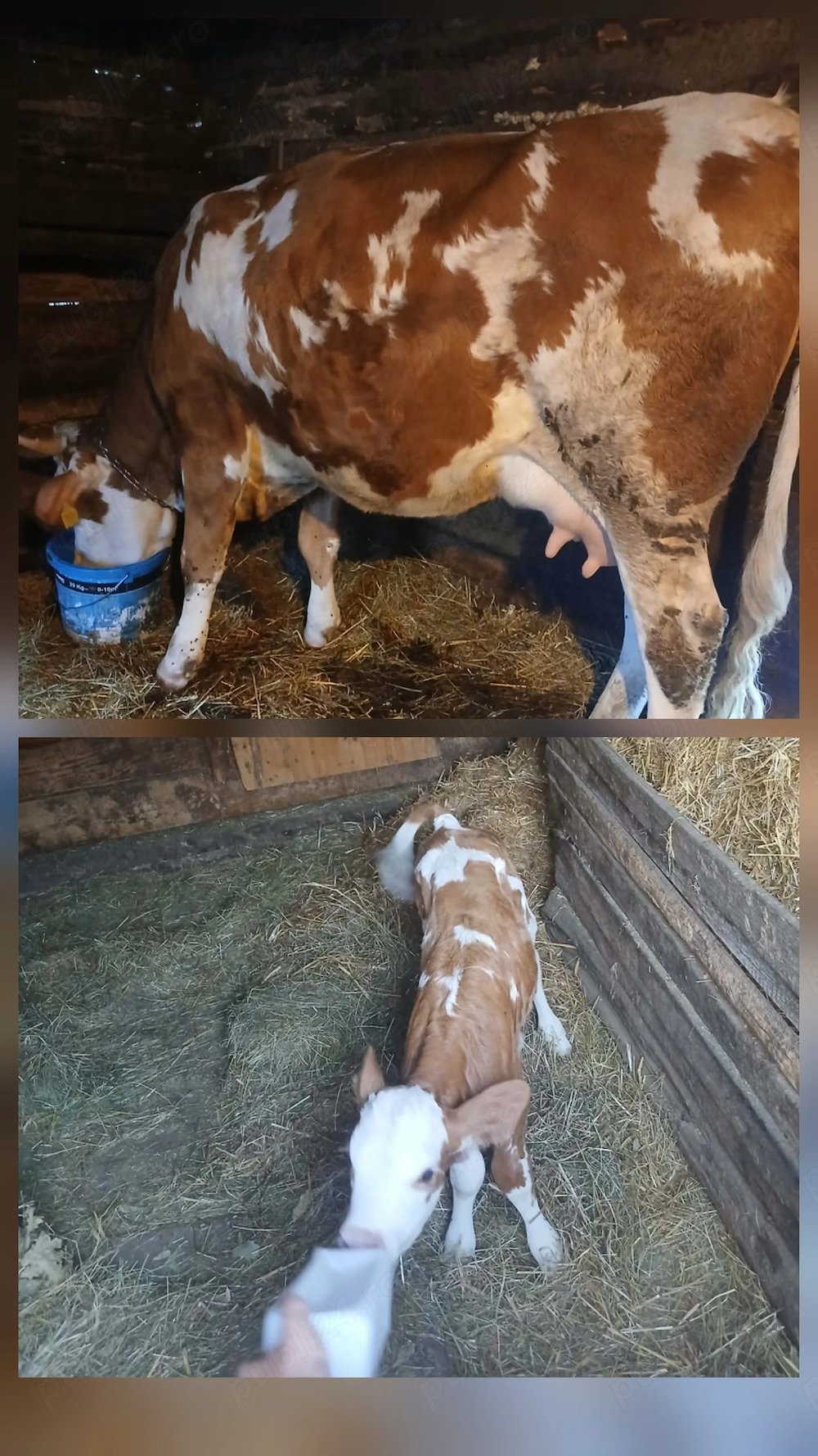 Vind juninca  baltata romaneasca  8- 9 litri cu vitea de 3 zile  sat  Galsa. 450 k  