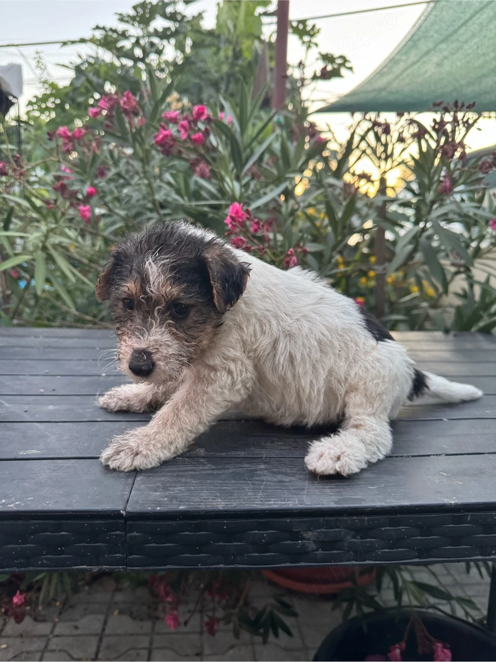 Vând cațeii fox terrier 