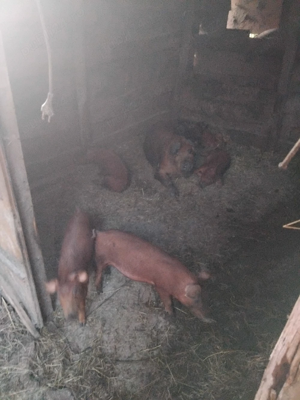 Vând Purcei Rasa Duroc În IAȘI Bucium