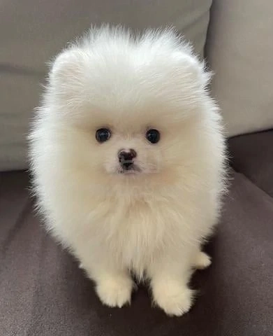 Asigur transport !!! Pui Pomeranian masculi si femele !!!