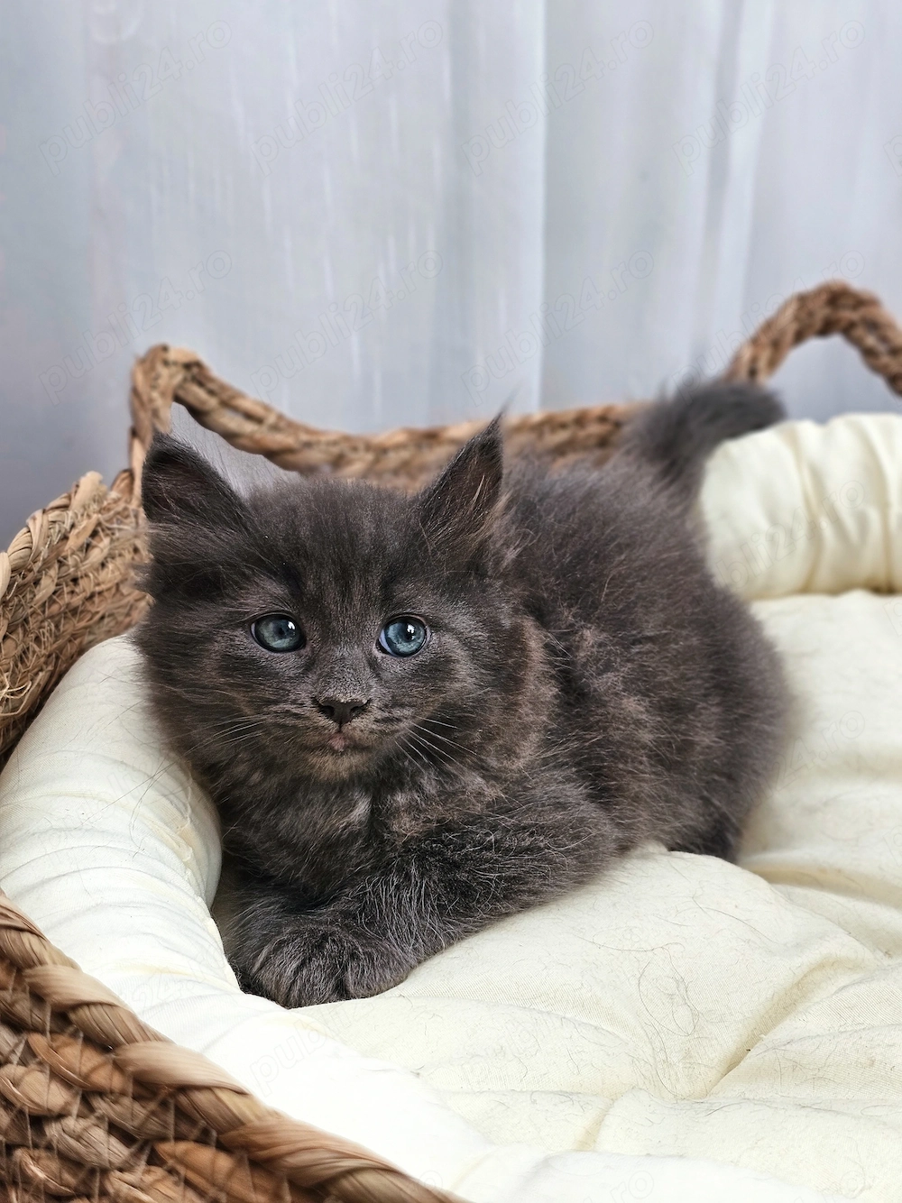 Pui de Pisica Gri Albastru de Rusia Nebelung