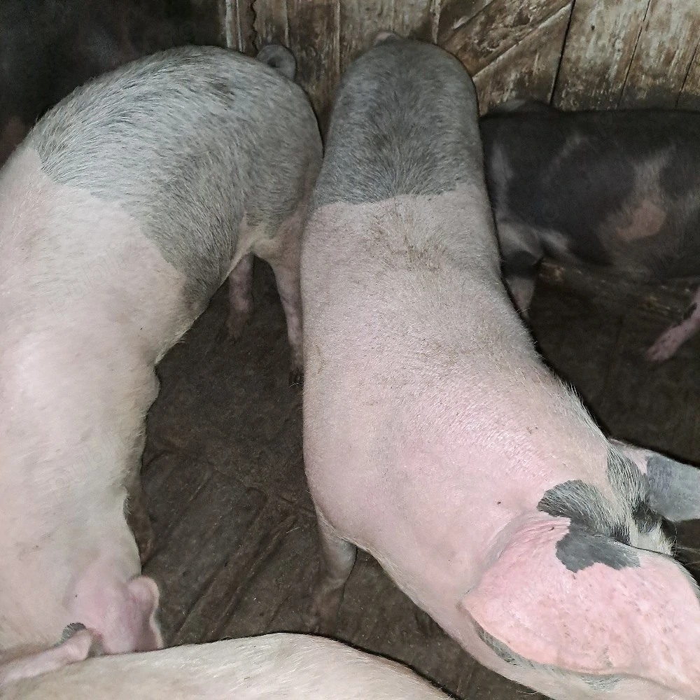 Porc de vânzare 