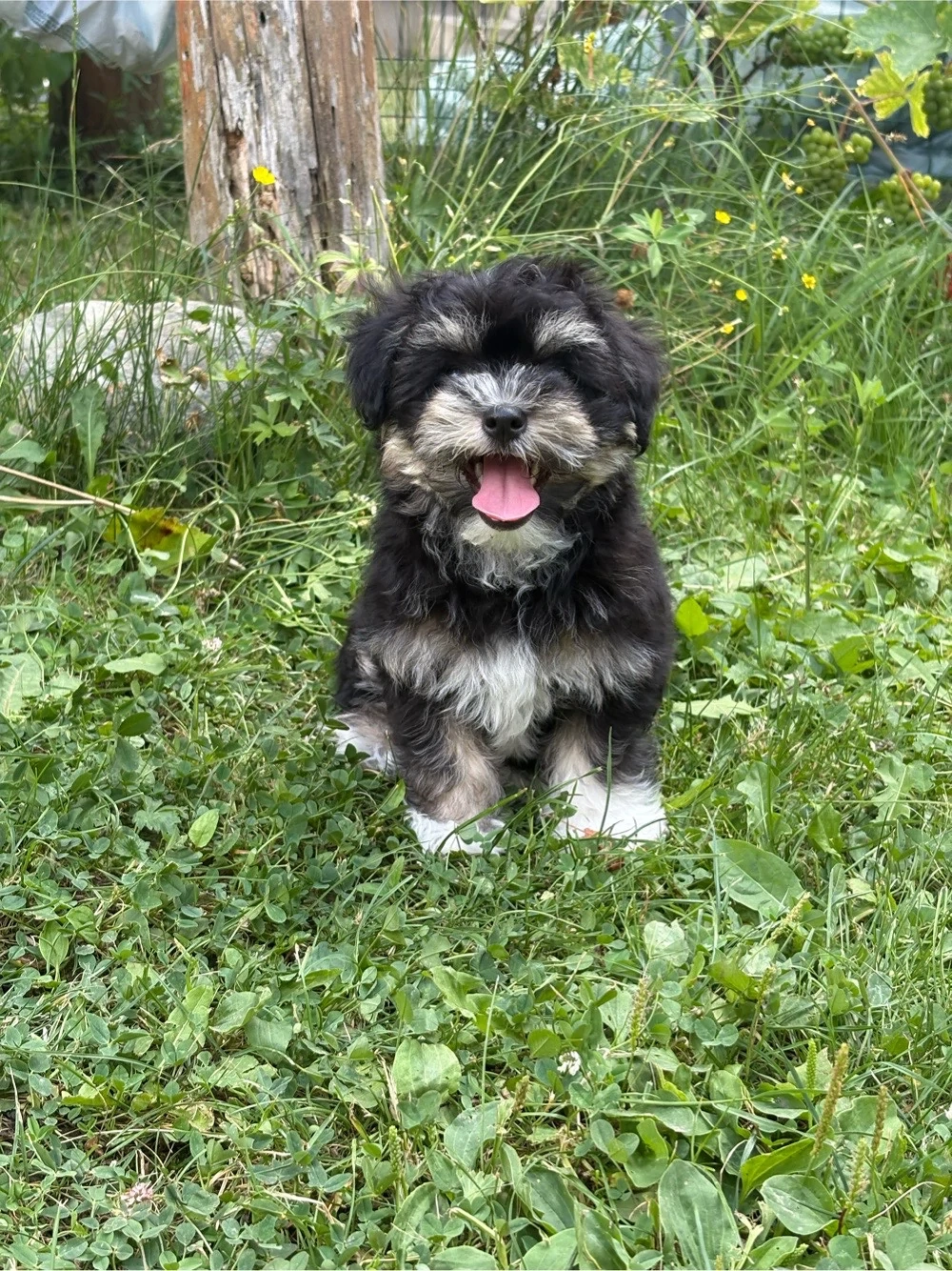 Cățelușă Bichon Havanez