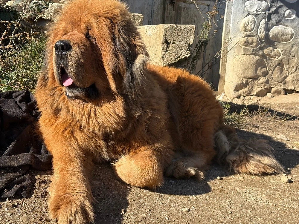 Mascul Mastiff Tibetan cu pedigree