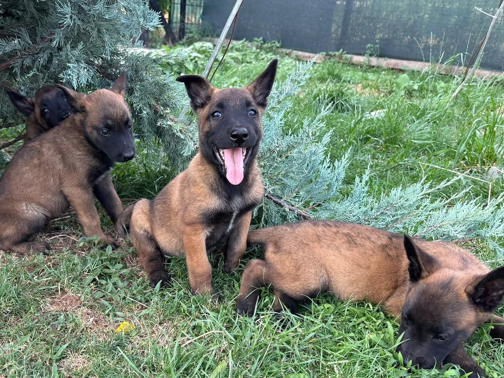 Pui Ciobănesc Belgian Malinois 