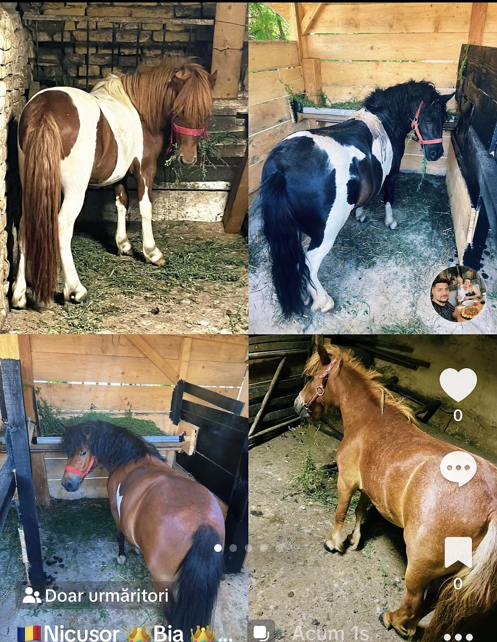 Ponei de vânzare Harmăsari Tineri Cuminți