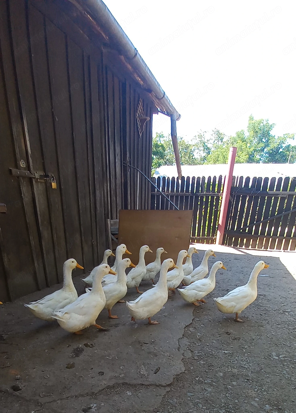 Rațe Pekin de vânzare