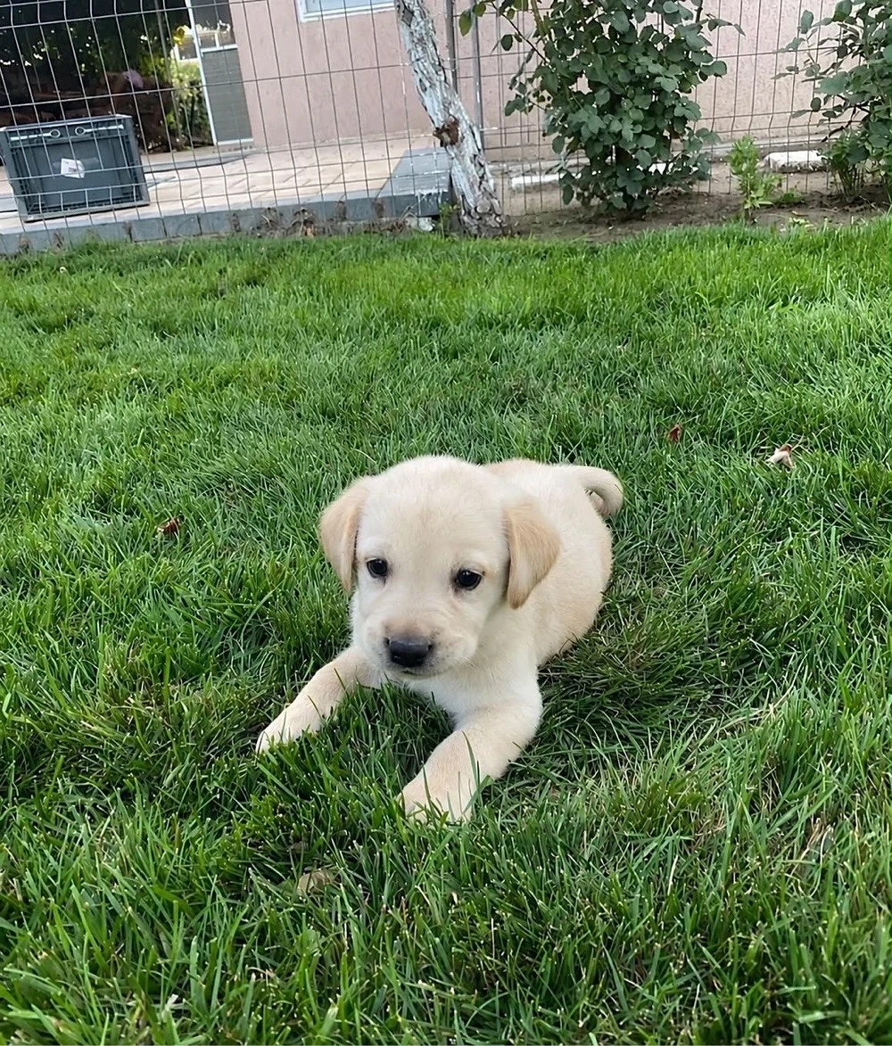 Labrador Retriver 