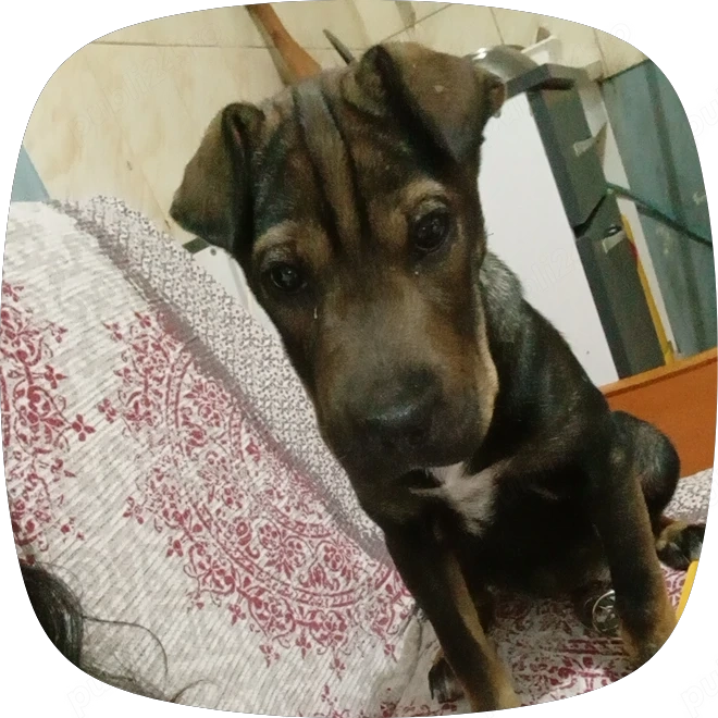 Shar--pei pui
