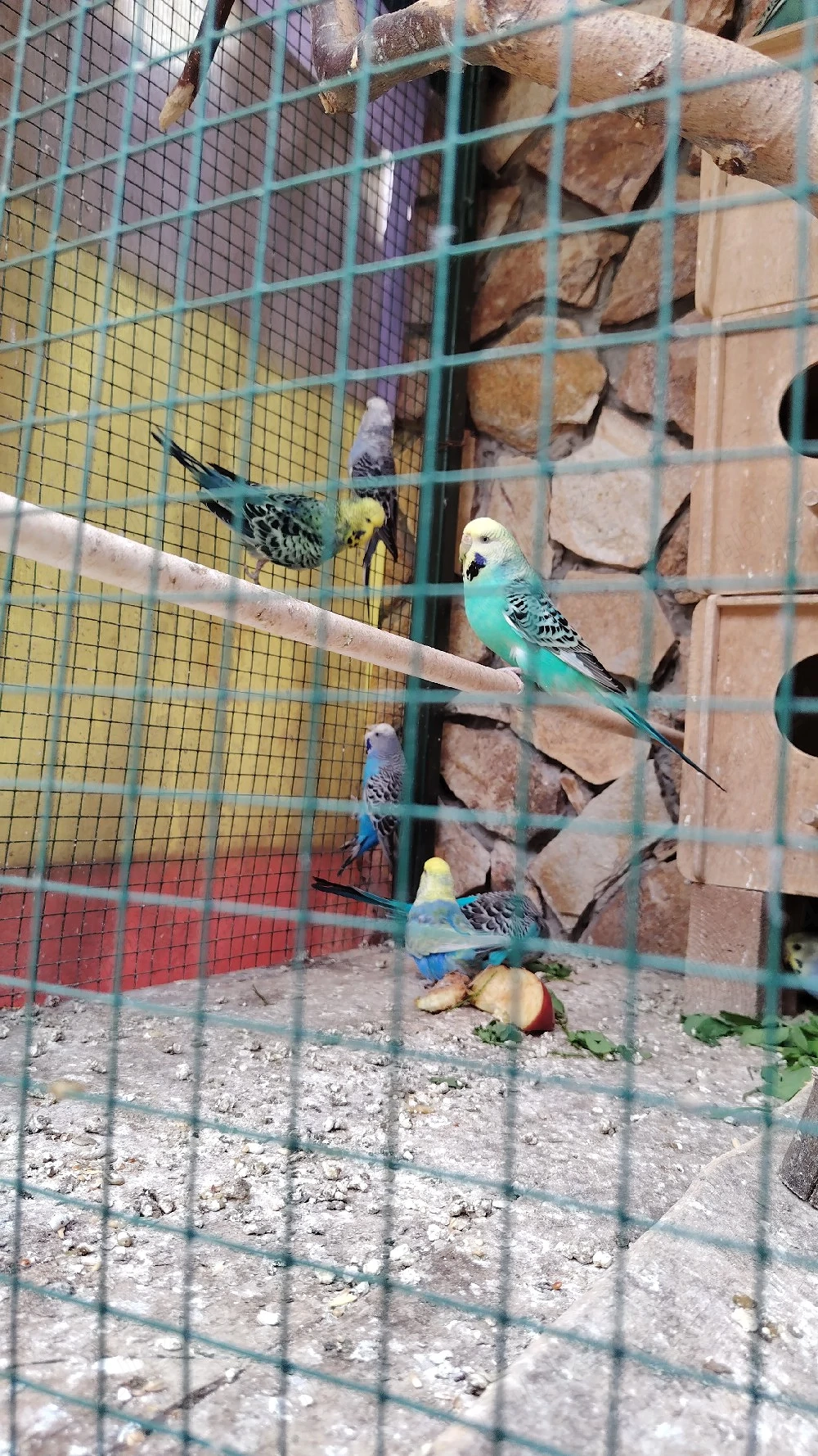 Papagali perusi