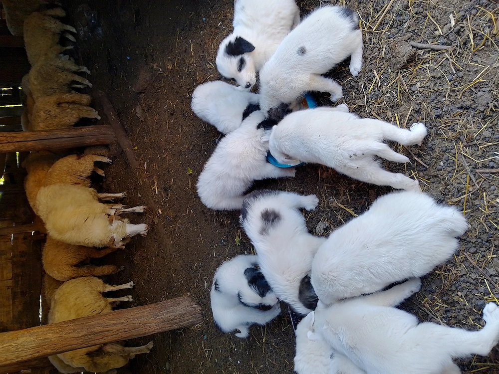 Căței ciobănesc de Bucovina cu mioritic 