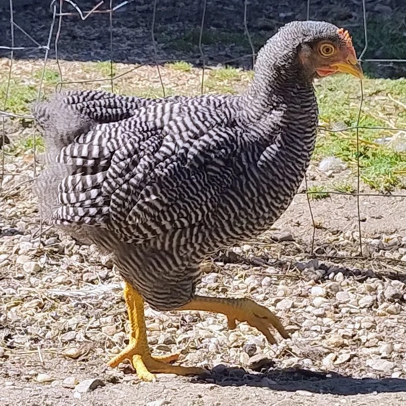 cocosi Plymouth Rock Barat de 3 luni