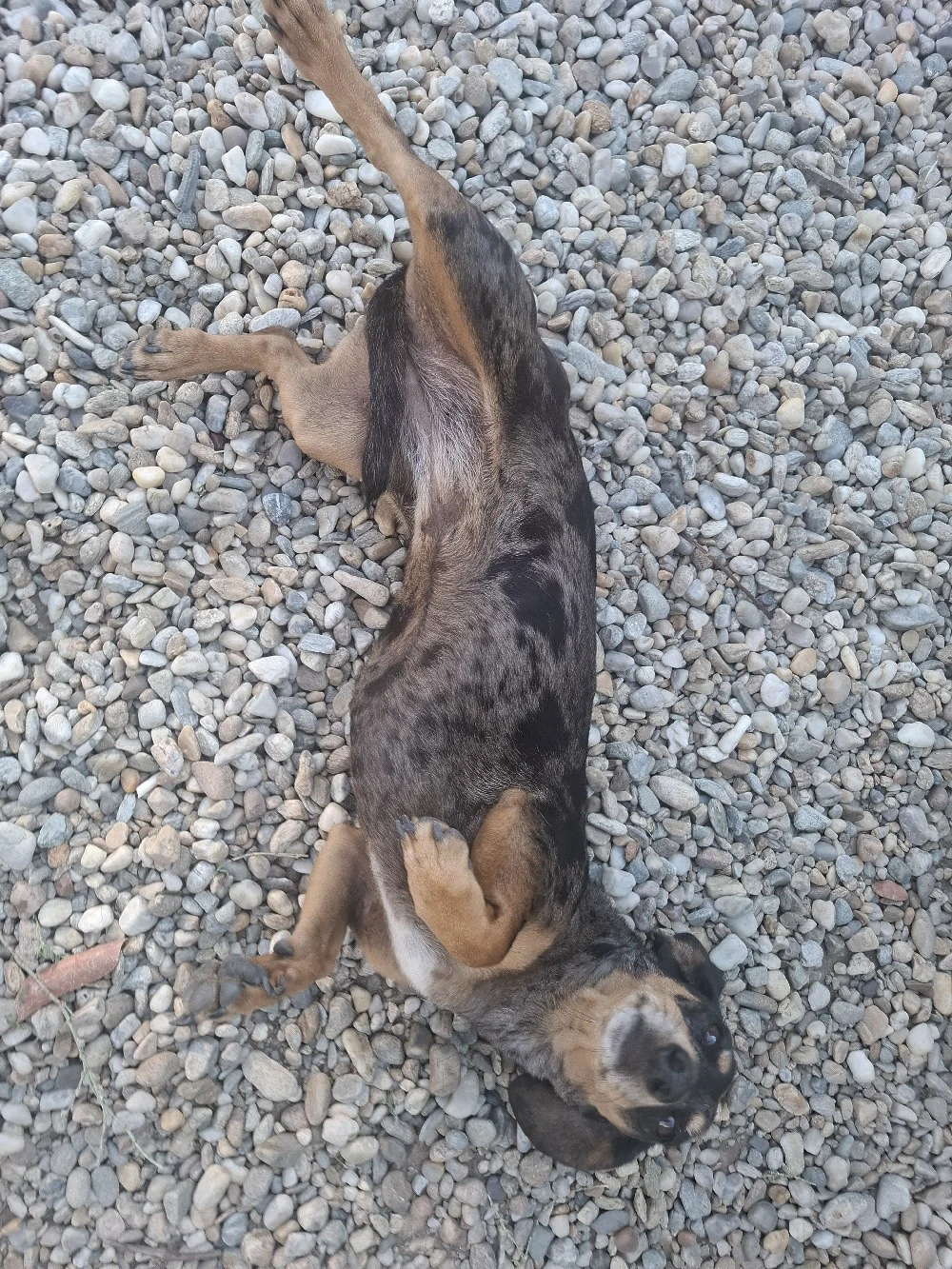 Cațelușă Tekel spre adopție 