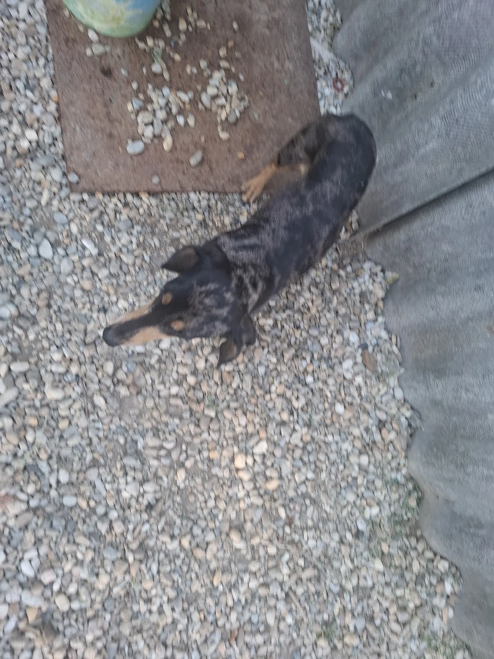 Cațelușă Tekel spre adopție 