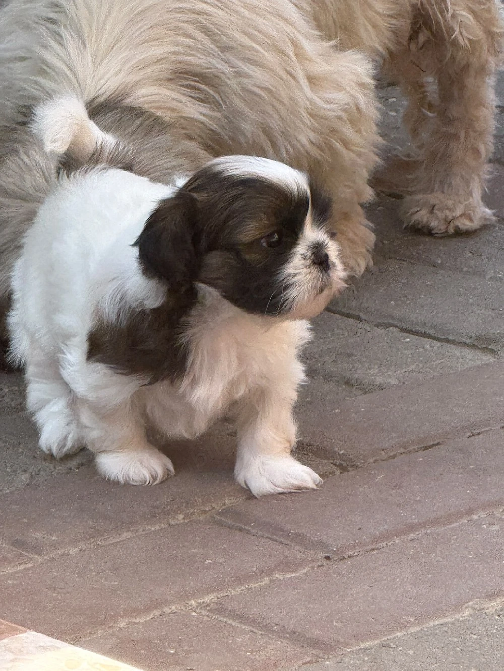 Pui Shih-tzu 