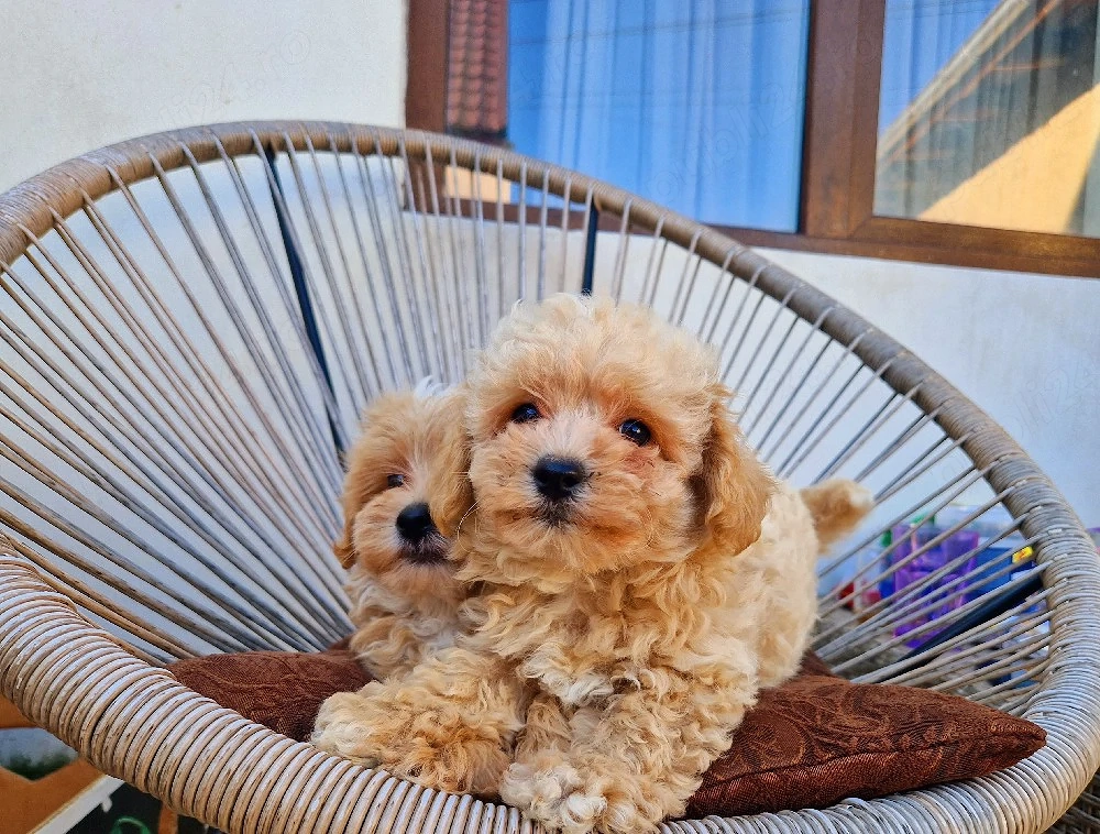 Maltipoo toy 