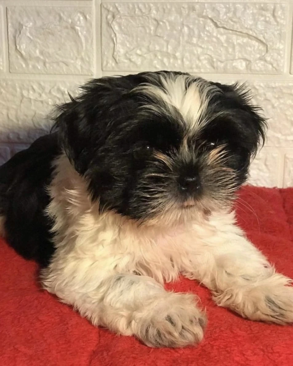 Pui Shih-tzu 