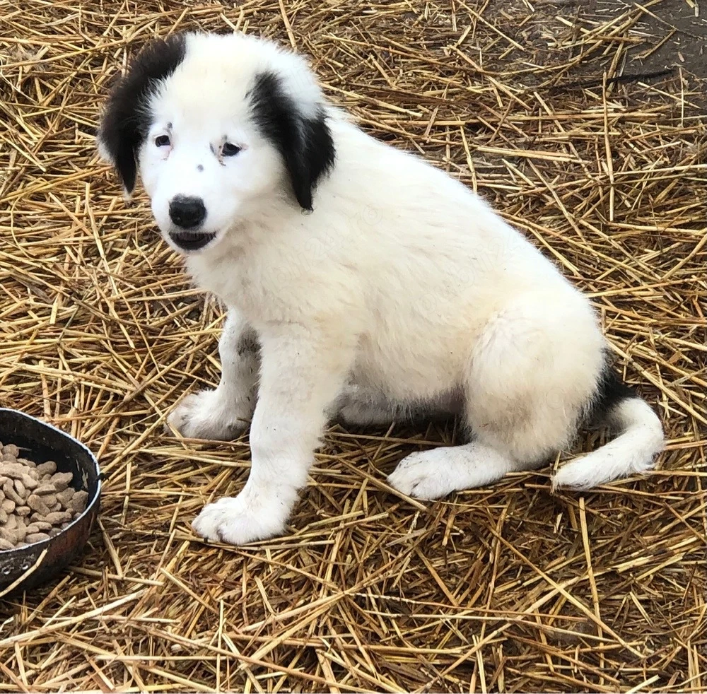Vand o femela rasa ciobanesc de bucovina
