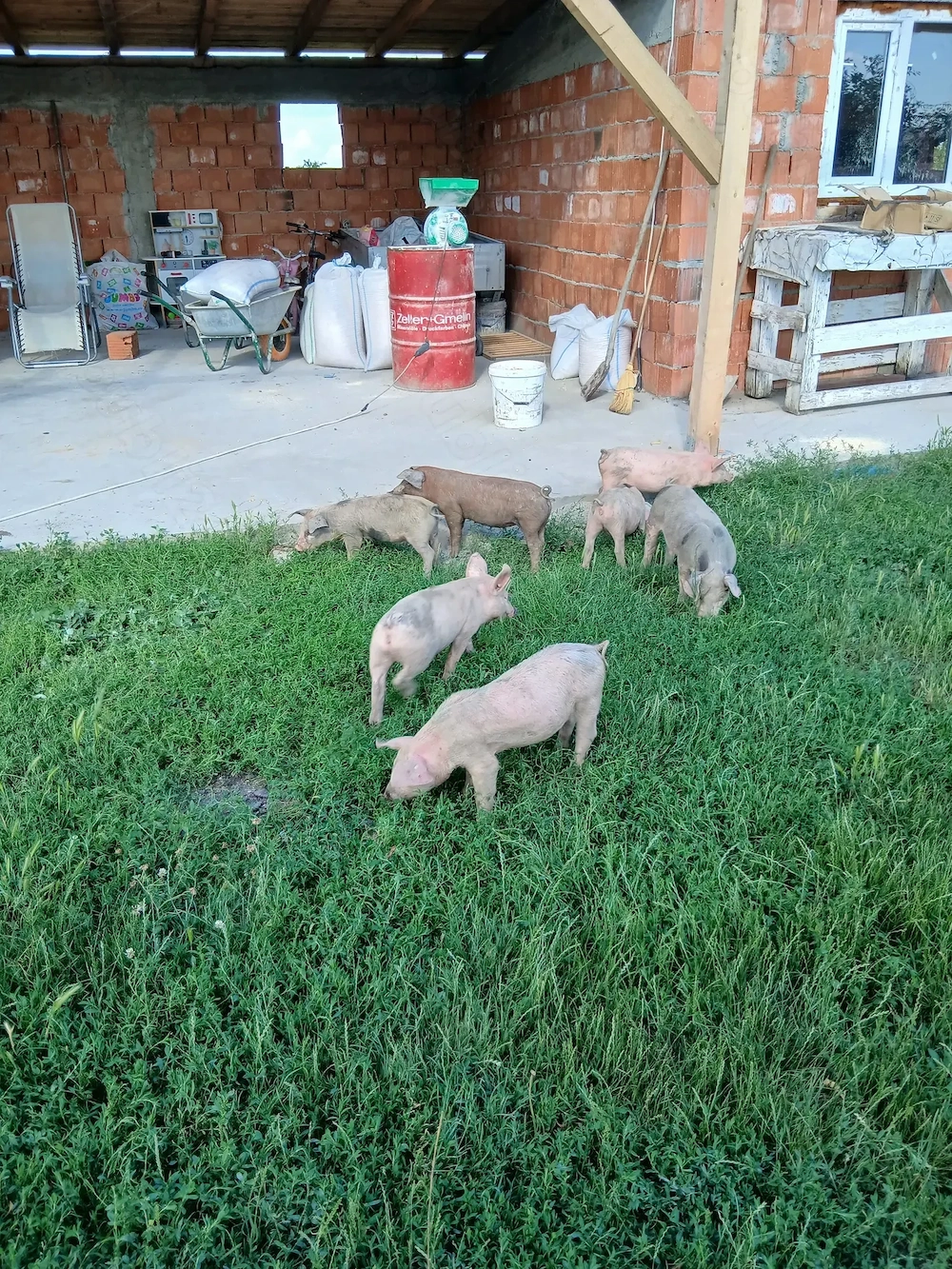 Purcei de 6 saptamani