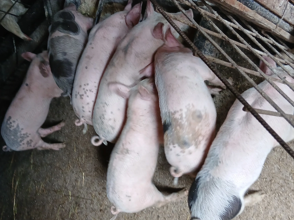 Disponibili   7 purcei de 8 săptămâni se pot vedea in prundu bargaului Bistrita nasaud, 