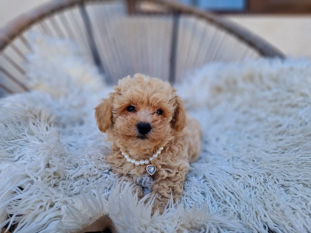 Maltipoo toy 