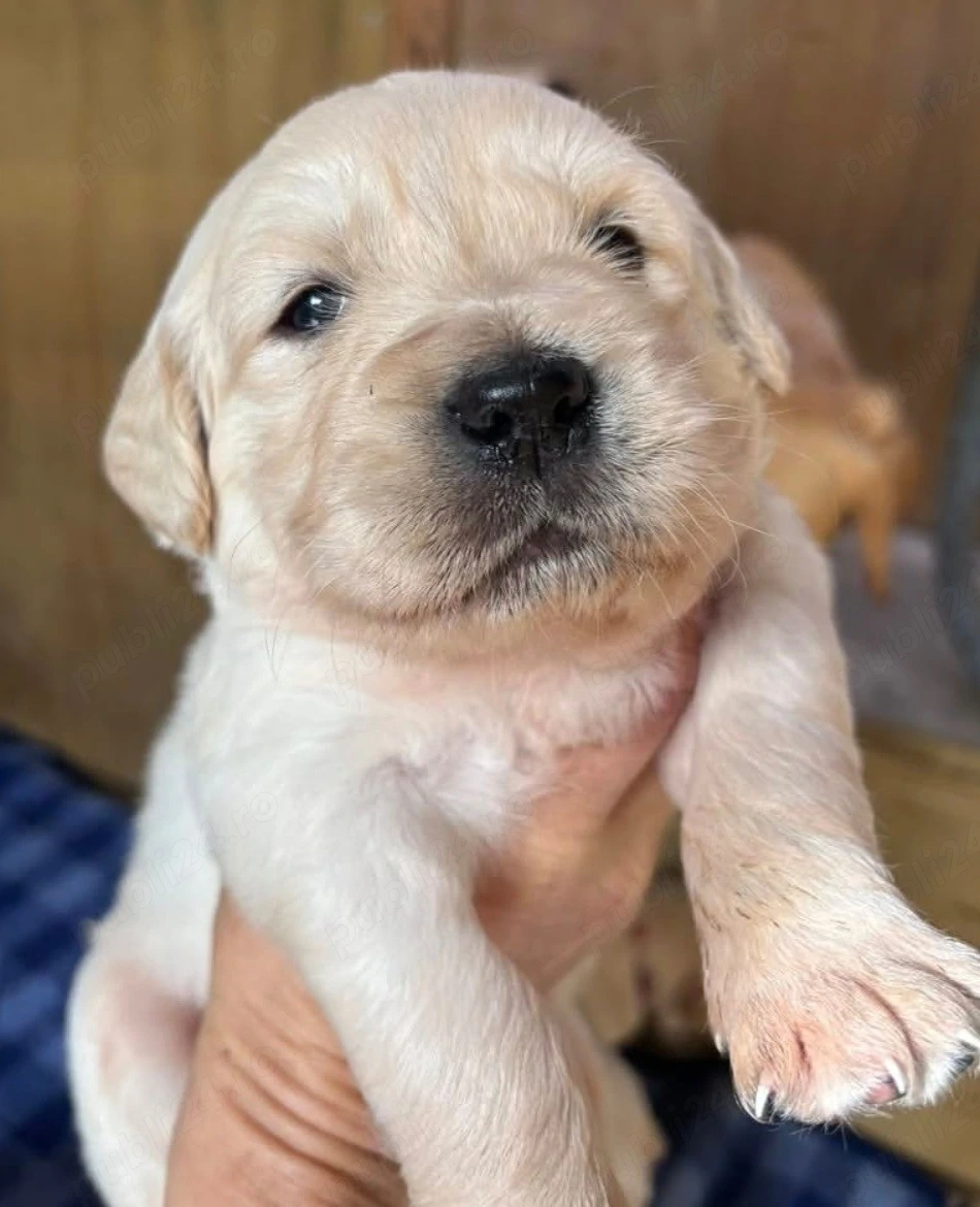 Pui Golden Retriever