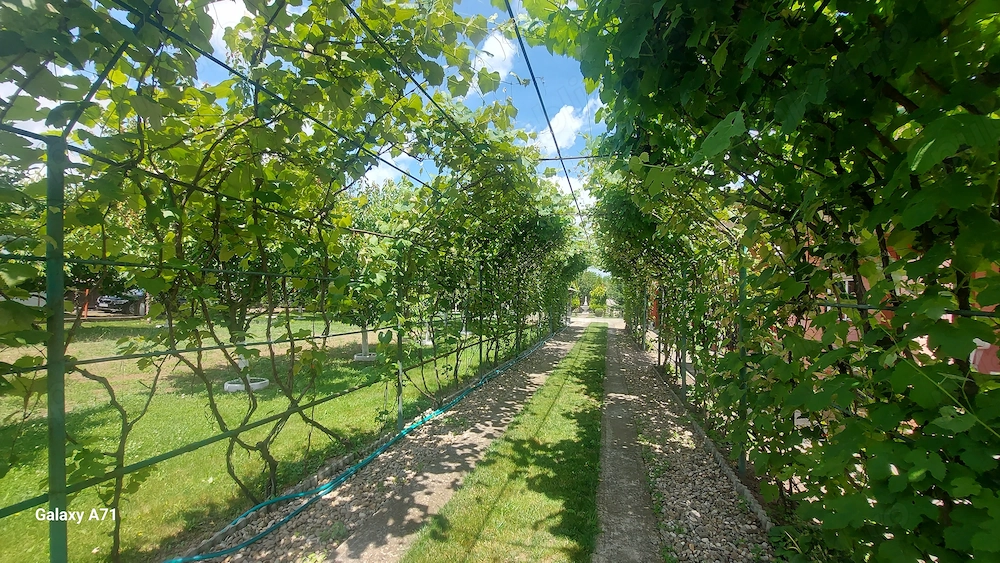 Snagov- Gruiu- Santul Floresti -Proprietate cu stil pentru oameni gospodari!