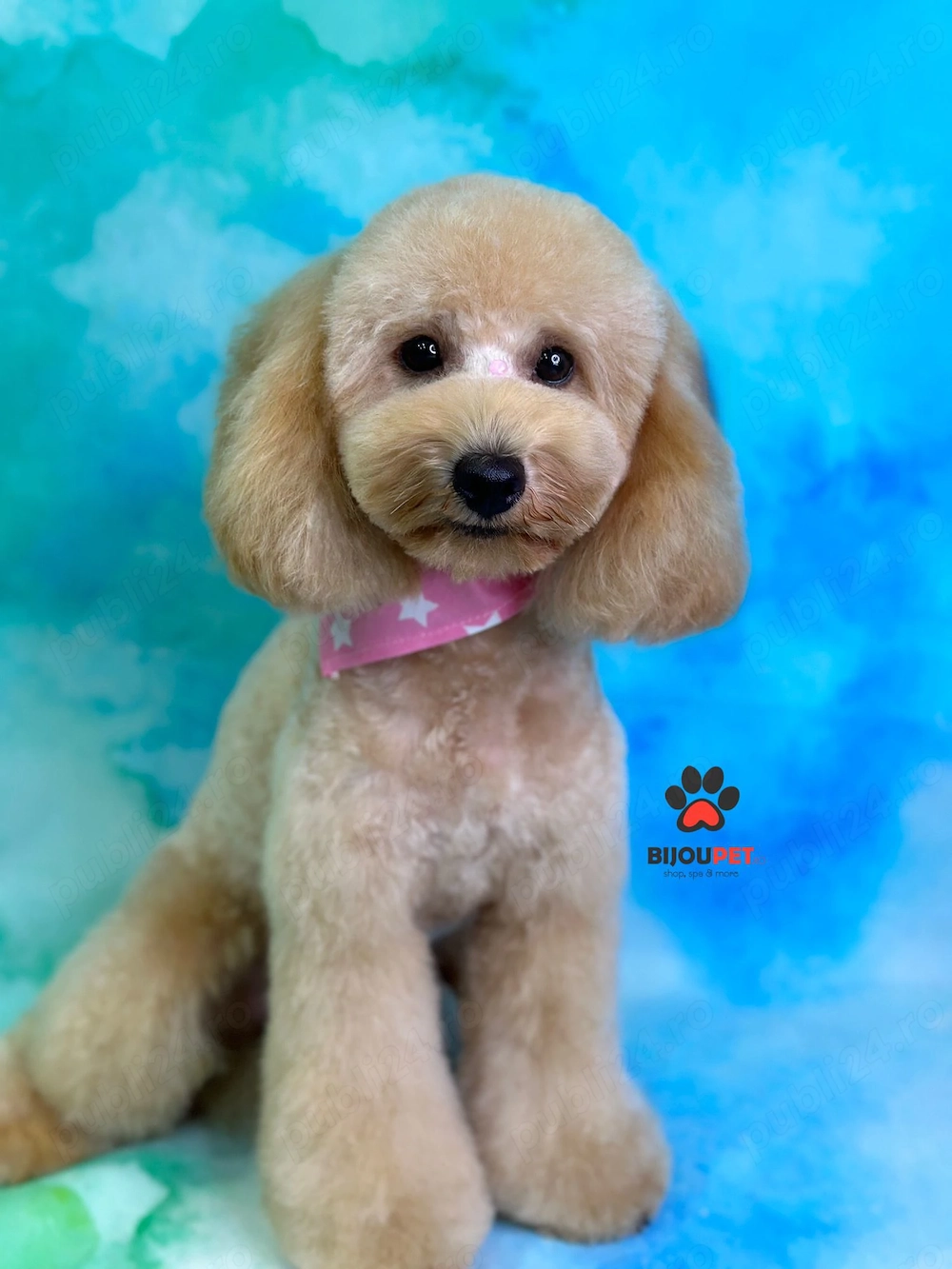 fetita poodle miniature 