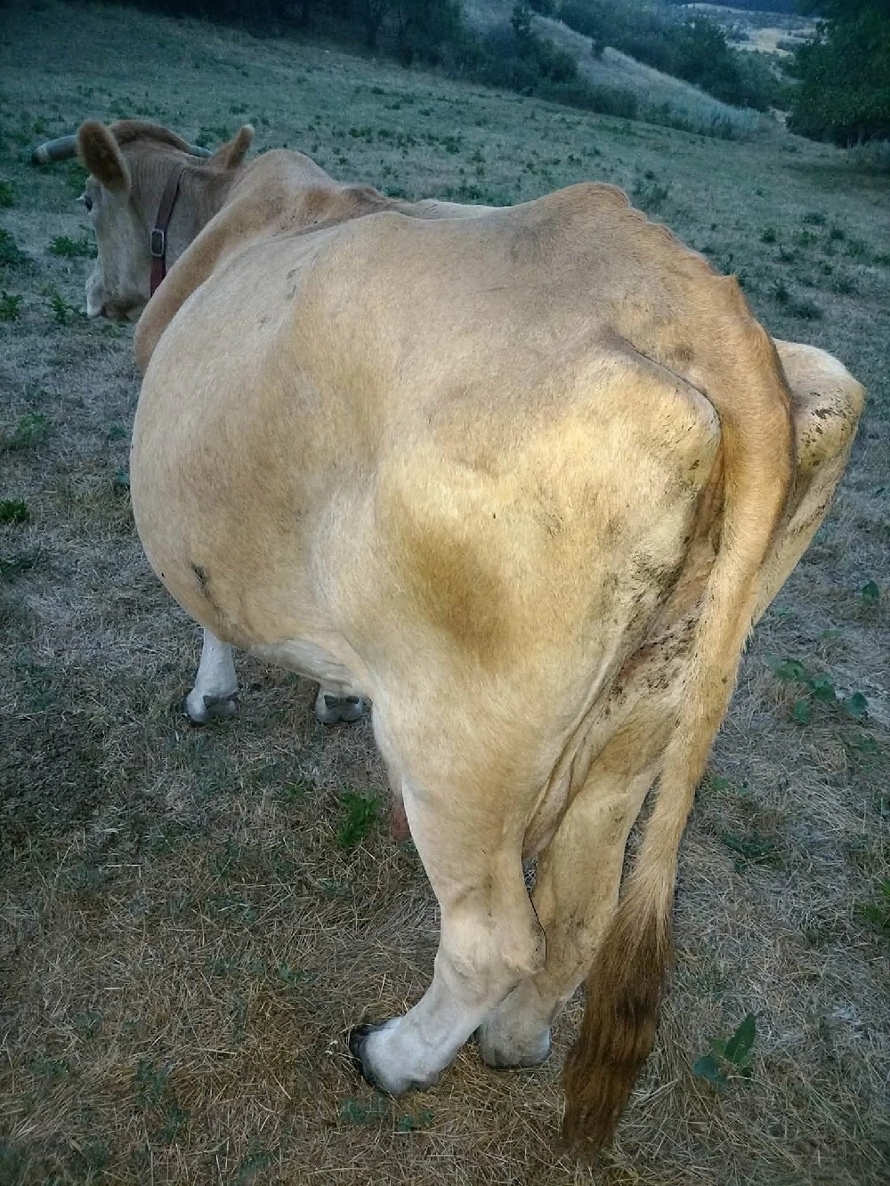 Vaca de lapte 