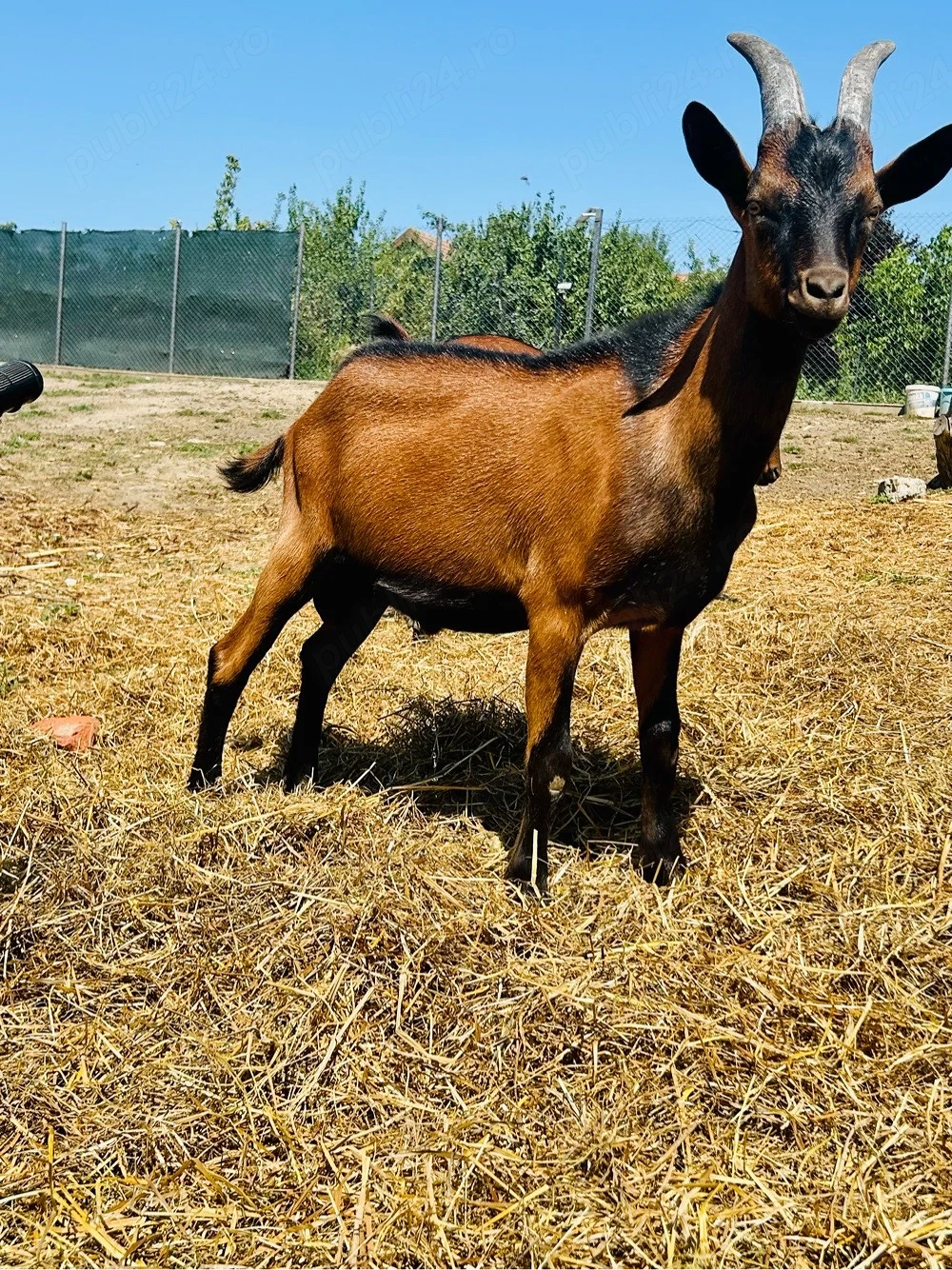 Țapi Alpina Franceza 5-7 luni 